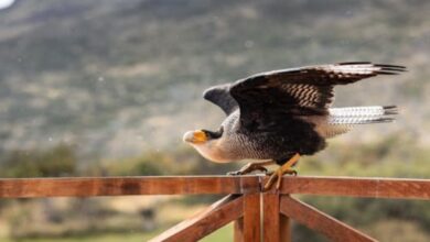 hancock bird meaning